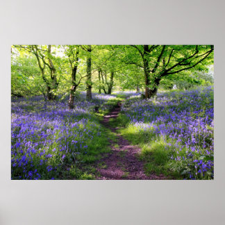 Blue bells forest, Scotland Poster