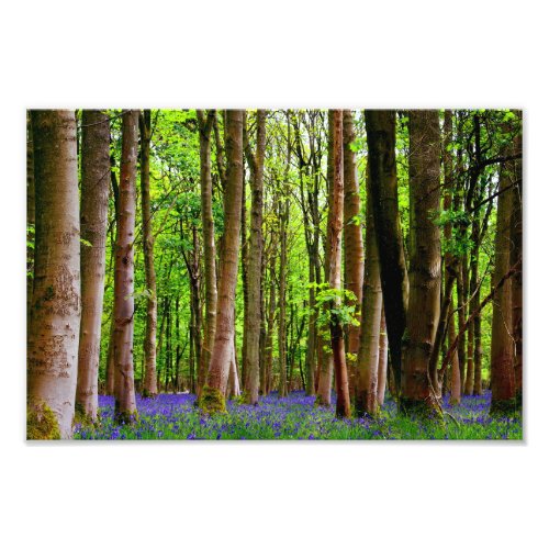Blue Bells in the Spring Photo Print