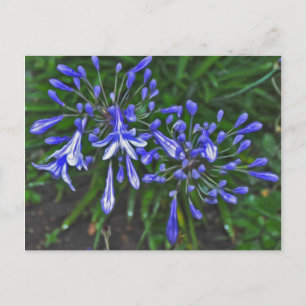 Blue bells postcard