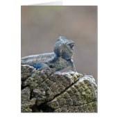 Blue Belly Alligator Lizard (Front)