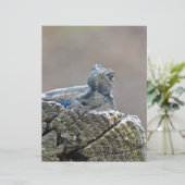 Blue Belly Alligator Lizard (Standing Front)