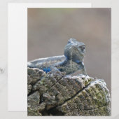 Blue Belly Alligator Lizard (Front/Back)