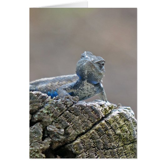 Blue Belly Alligator Lizard Cards (Front)