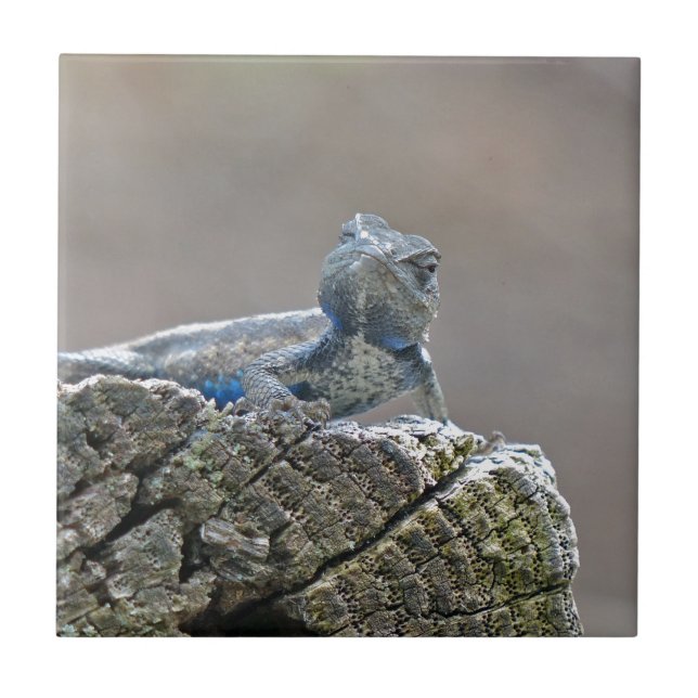 Blue Belly Alligator Lizard Ceramic Tile (Front)
