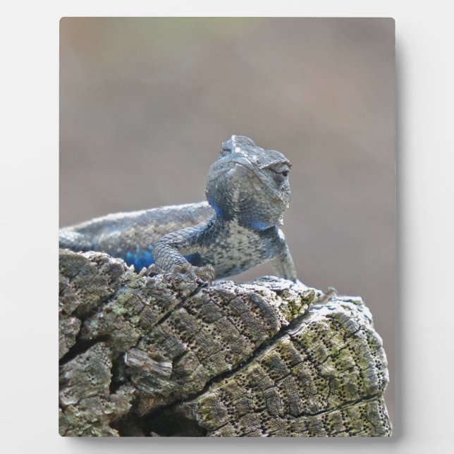 Blue Belly Alligator Lizard Plaque (Front)