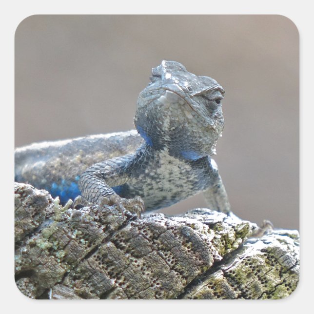 Blue Belly Alligator Lizard Square Sticker (Front)