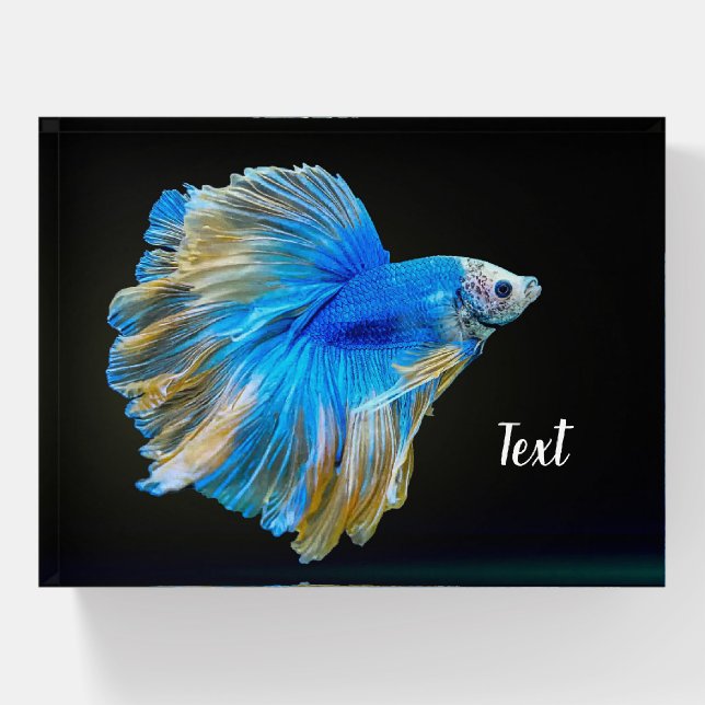 Blue Betta Fighting Fish Paperweight (Front)