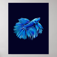 Blue Betta Fish on Navy |Aquarium Lover