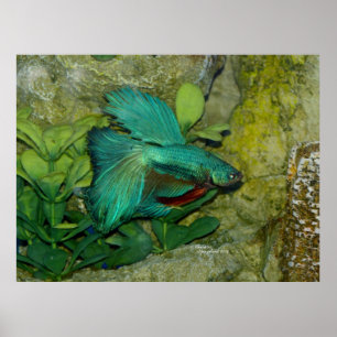 Blue Betta fish Print or Poster