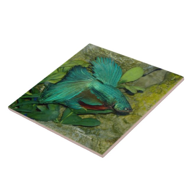 Blue Betta fish Tile (Side)