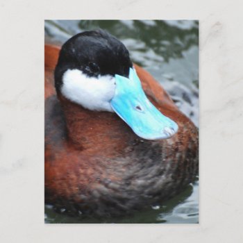 Blue Billed Duck Postcards by WildlifeAnimals at Zazzle