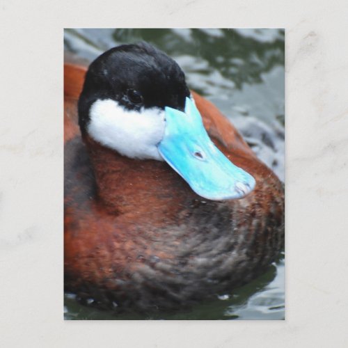 Blue Billed Duck Postcards