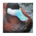 Blue Billed Duck Tile