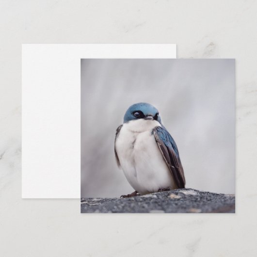 Blue Bird (Front/Back)