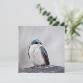 Blue Bird (Standing Front)