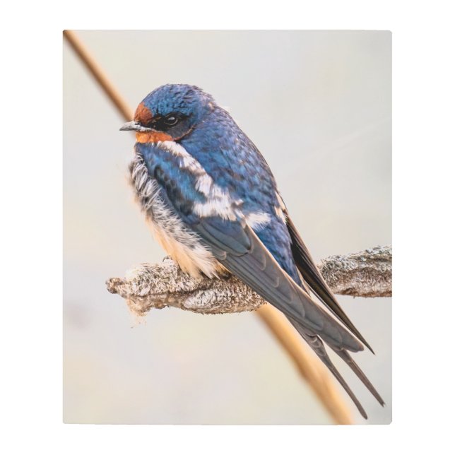 Blue Bird, Barn Swallow, Avian Photography Metal Print (Front)