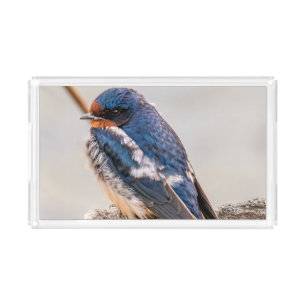 Blue Bird, Barn Swallow Canadian Acrylic Tray
