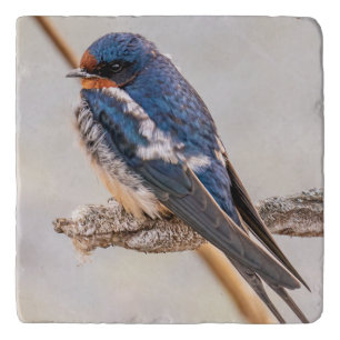 Blue Bird, Barn Swallow, Canadian Avian Trivet