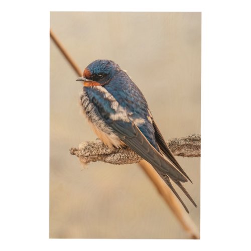 Blue Bird Barn Swallow Canadian Photography Wood Wall Art