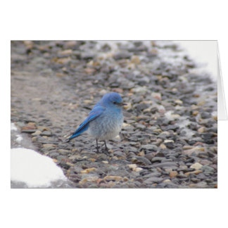 Blue Bird Cards