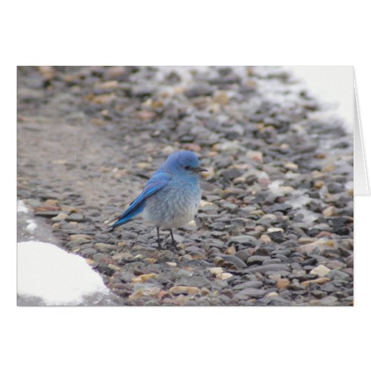 Blue Bird Cards (Front Horizontal)