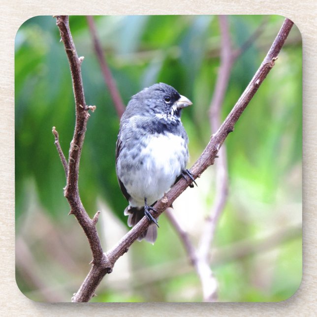 Blue Bird Drink Coaster (Front)