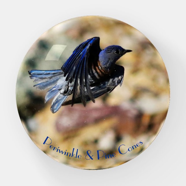 Blue bird jetting off. paperweight (Front)
