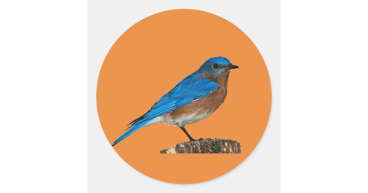 blue bird names,bluebird, bluebird lover,bluebird classic round sticker | Zazzle.com
