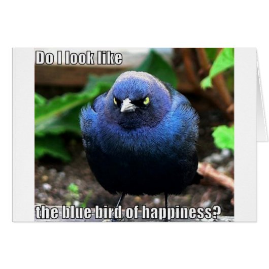 blue bird of happiness cards (Front Horizontal)