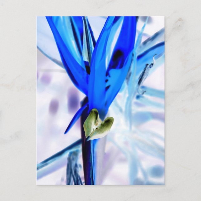 Blue Bird of Paradise Postcard (Front)