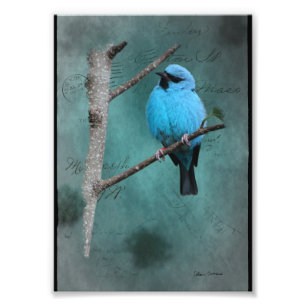 Blue Bird on Branch Mixed Media Photo Print