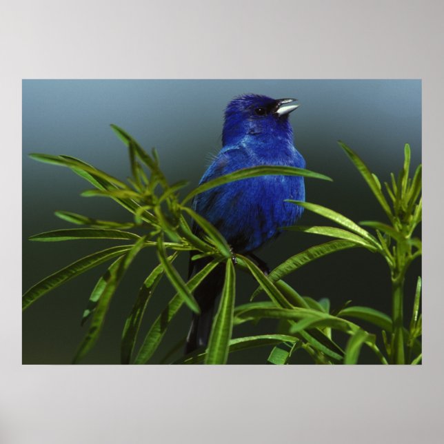 Blue Bird Photo Nature Wall Poster (Front)