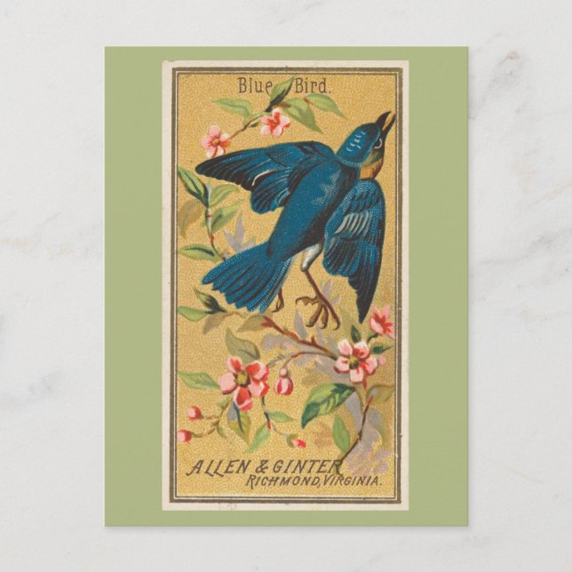 Blue Bird Postcard (Front)