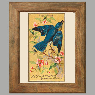 Blue Bird, Set of 8 (2 of 8) Bird Gallery Wall Poster