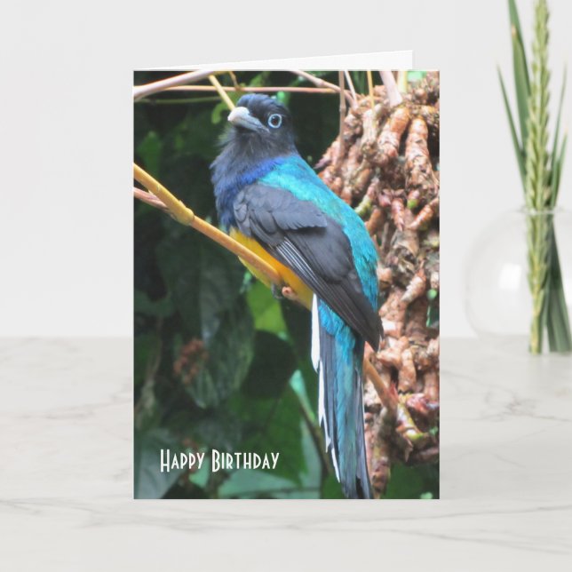 Blue Bird with Long Tail Birthday Greeting Card (Front)