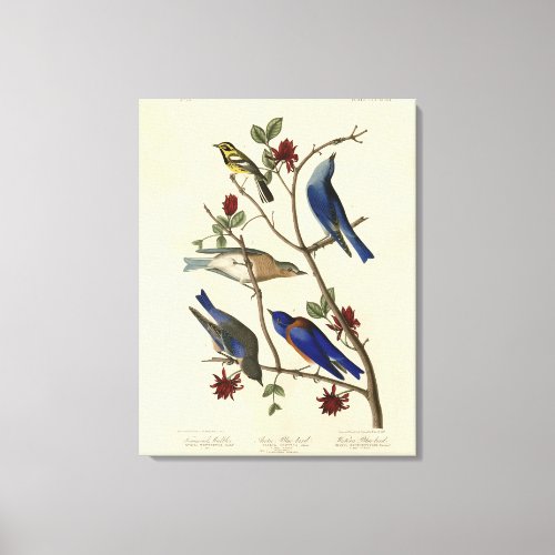 Blue_birds and Warbler Audubons Birds of America Canvas Print