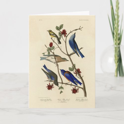 Blue_birds and Warbler Audubons Birds of America Card