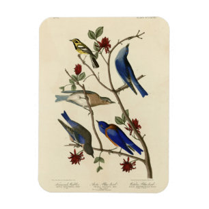 Blue-birds and Warbler, Audubon's Birds of America Magnet