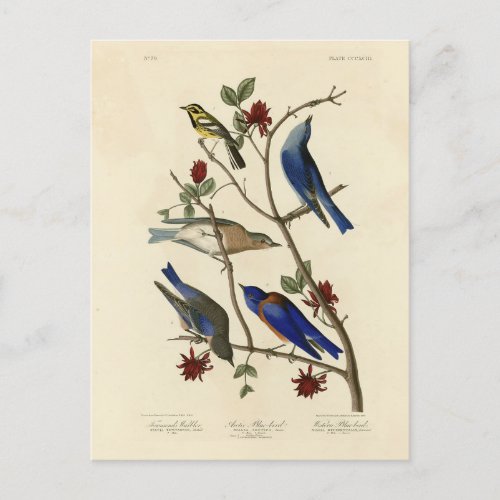 Blue_birds and Warbler Audubons Birds of America Postcard