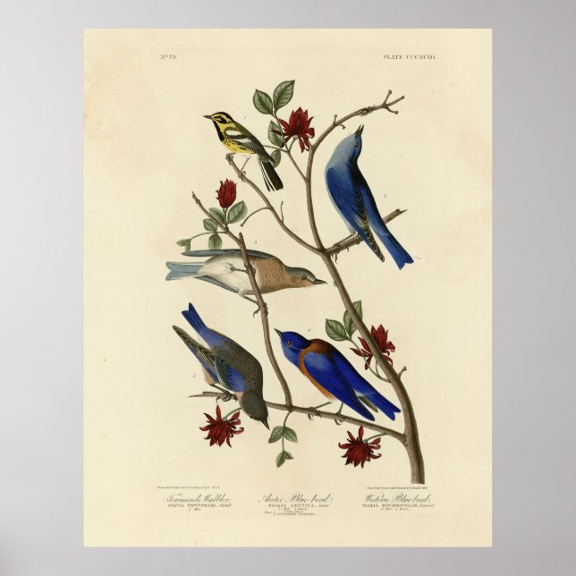 Blue-birds and Warbler, Audubon's Birds of America Poster (Front)