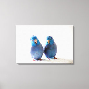 Blue Birds Pacific Parrotlet Couple Wrapped Canvas Print
