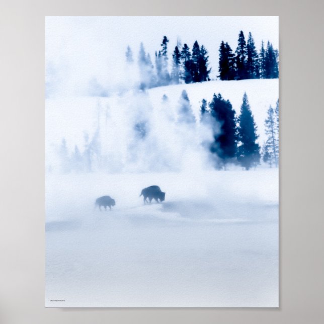 Blue Bison Poster (Front)