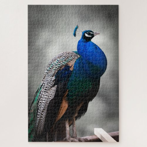 Blue black and white peacock 1014 pieces adult jigsaw puzzle