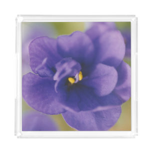 Blue Blooming Flower of Violet Saintpaulia Zoomed Acrylic Tray