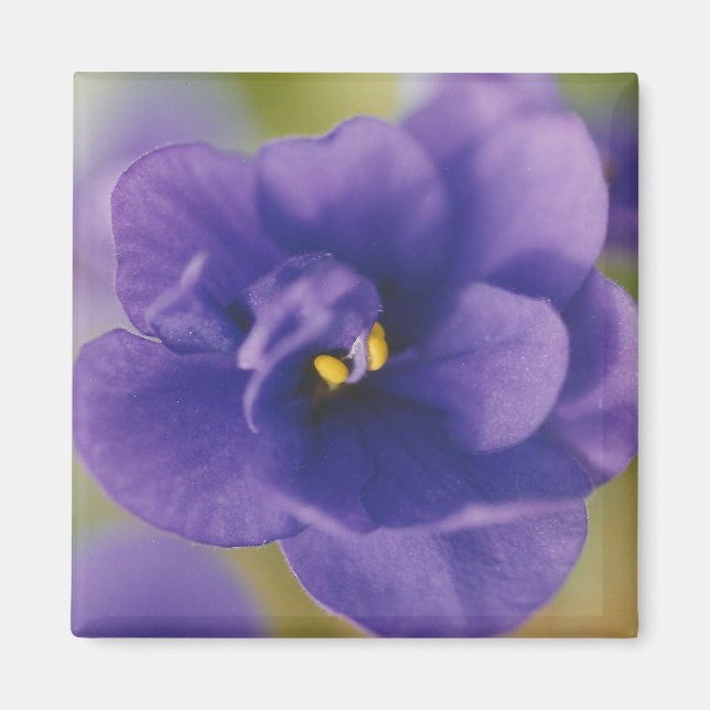 Blue Blooming Flower of Violet Saintpaulia Zoomed Magnet (Front)