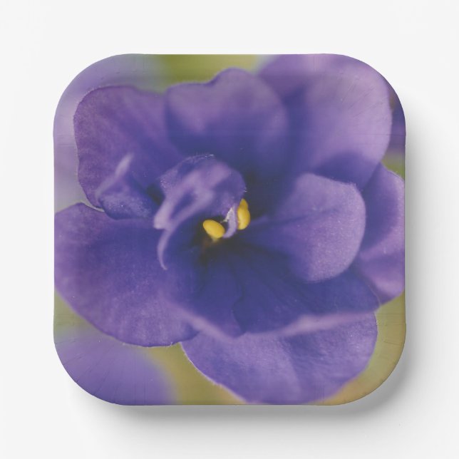 Blue Blooming Flower of Violet Saintpaulia Zoomed Paper Plates (Front)