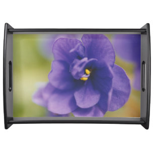Blue Blooming Flower of Violet Saintpaulia Zoomed Serving Tray