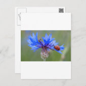 Blue Blossoms Ladybug Peace Love Destiny Art  Vine Postcard (Front/Back)