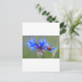 Blue Blossoms Ladybug Peace Love Destiny Art  Vine Postcard (Standing Front)