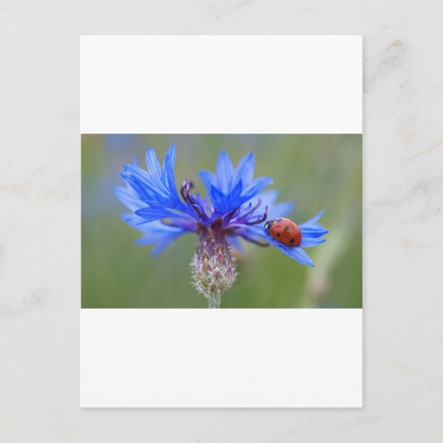 Blue Blossoms Ladybug Peace Love Destiny Art  Vine Postcard (Front)